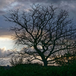 Bare tree on field against sky during sunset