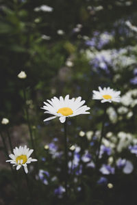 Close-up of white daisy flowers
