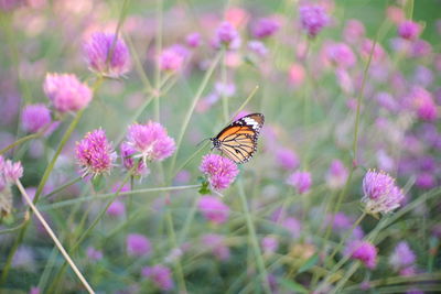 Butterfly pollinating on purple flower