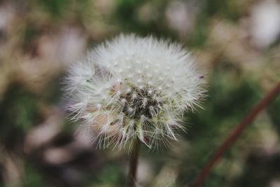 Close-up of dandelion flower