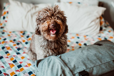 Portrait of dog sitting by luggage on bed at home