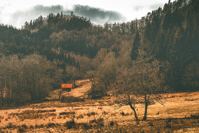 Trees on field against sky in forest