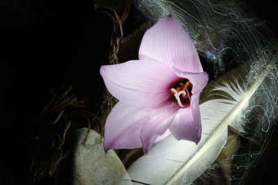 Close-up of pink flower