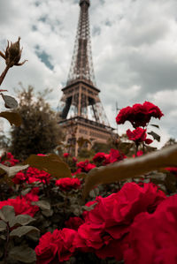 Low angle view of red flowering plant against cloudy sky