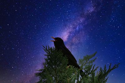 Low angle view of silhouette tree against sky at night