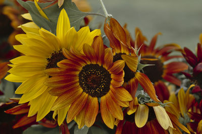 Close-up of sunflower