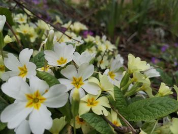 Close-up of white flowering plants