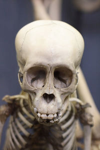 Close-up of human skull against blue background