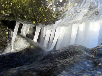Close-up of water flowing through plants