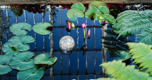 Close-up of flowering plants hanging by water