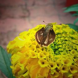 Close-up of butterfly pollinating on yellow flower