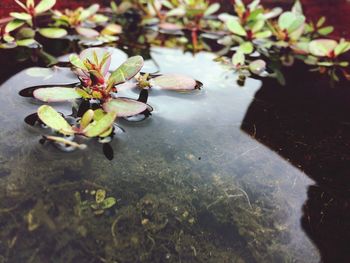 High angle view of flowers on tree by lake