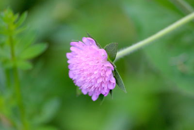 Close-up of purple flowering plant