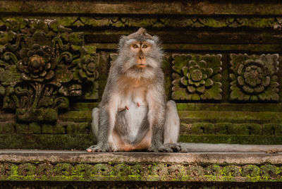 Lion sitting on wall