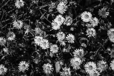 High angle view of flowering plant