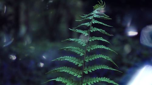 Close-up of fern leaves