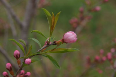 Close-up of pink flowering plant