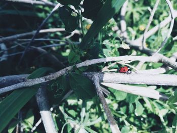 Close-up of insect on leaf