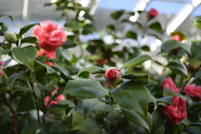 Close-up of red roses on plant