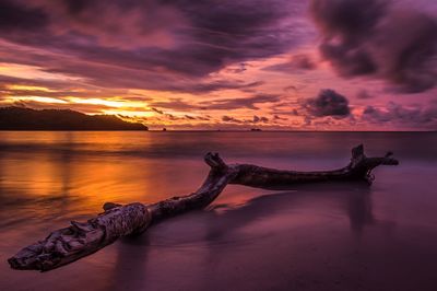 Driftwood at beach against sky during sunset