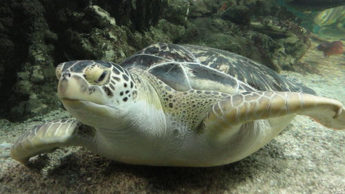 Close-up of turtle swimming in sea