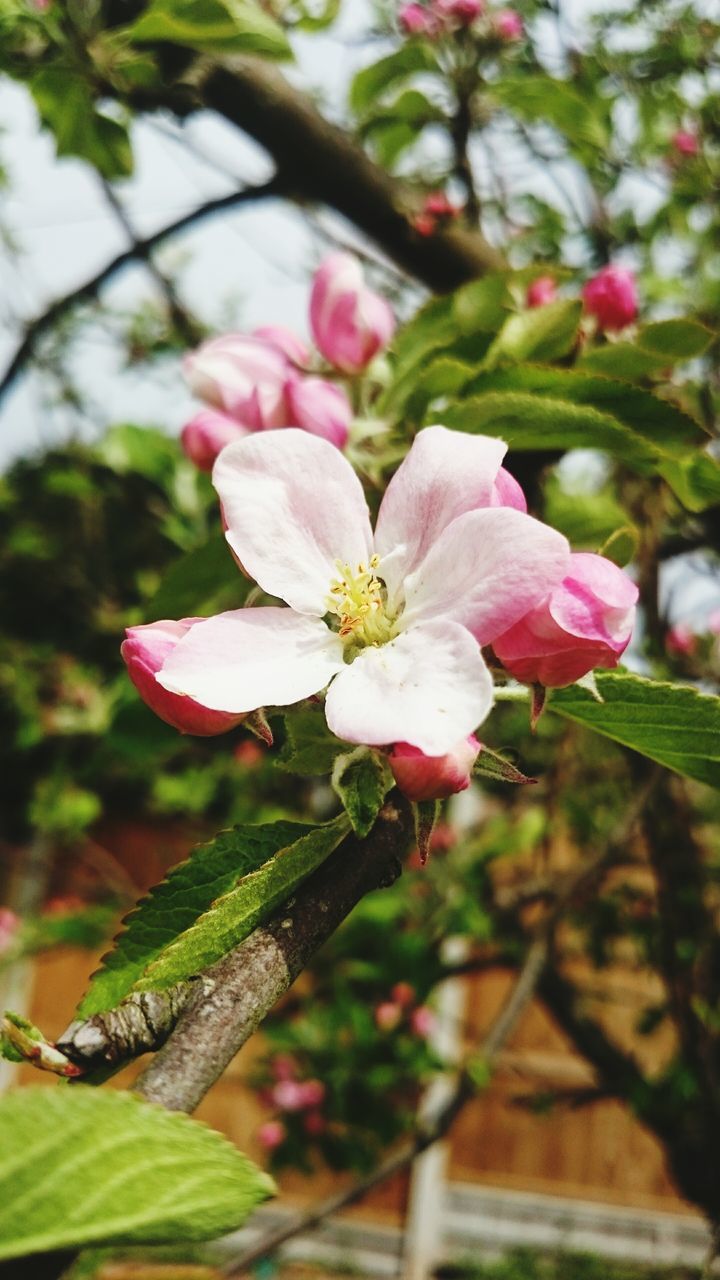 flower, freshness, fragility, growth, focus on foreground, petal, beauty in nature, pink color, close-up, nature, tree, branch, flower head, blooming, blossom, in bloom, park - man made space, day, plant, outdoors