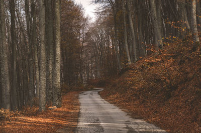 Road amidst trees in forest during autumn