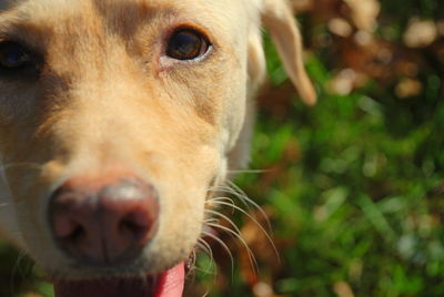 Close-up portrait of dog