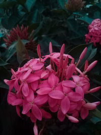 Close-up of pink rose flowers