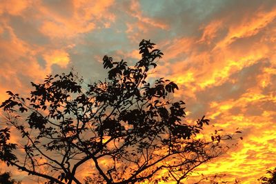 Low angle view of tree against orange sky