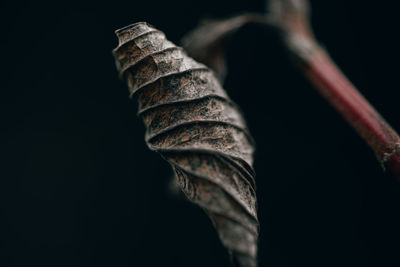 Close-up of plant against black background