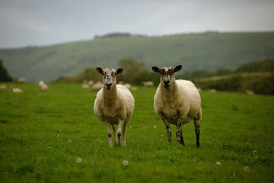 Portrait of sheep on field