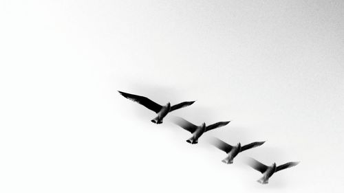 Low angle view of birds flying against clear sky