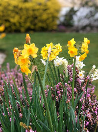 Close-up of flowering plants