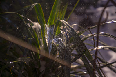 Close-up of wet plants during rainy season