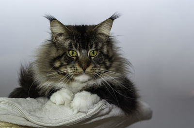 Portrait of cat against white background