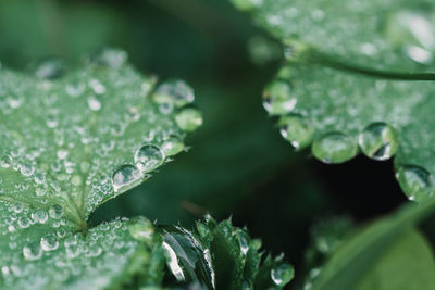 Close-up of water drops on plant leaves