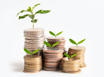 Close-up of potted plant against white background