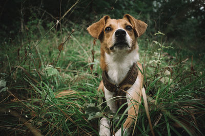Close-up of dog looking up while sitting on grassy field