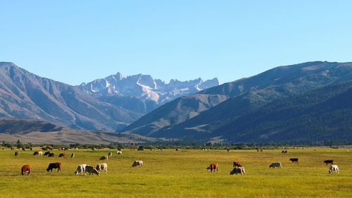 Sheep grazing on grassy field