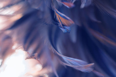 Full frame shot of feathers