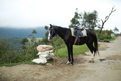 Horse standing on field