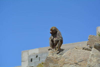 Low angle view of monkey against clear blue sky