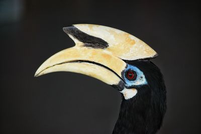 Hornbill profile