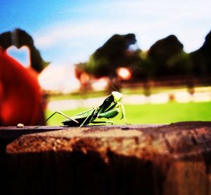 Close-up of insect on leaf against blurred background