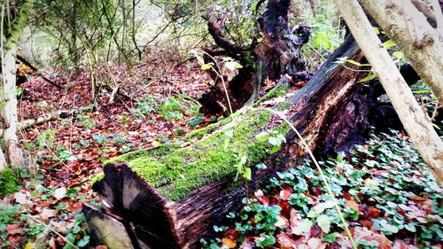 Trees growing in a forest