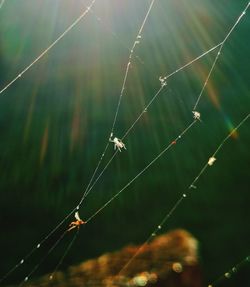 Close-up of spider on web