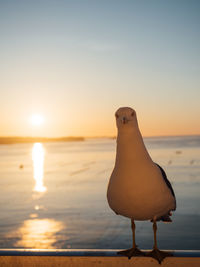 Seagull perching on a beach