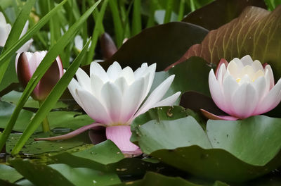 Close-up of water lily in lake