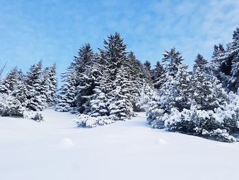 Snow covered pine trees on field against sky